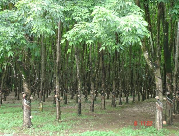 TẬP ĐOÀN TUẤN DUNG