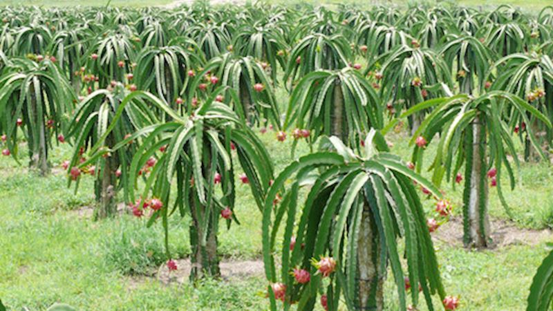 TẬP ĐOÀN TUẤN DUNG